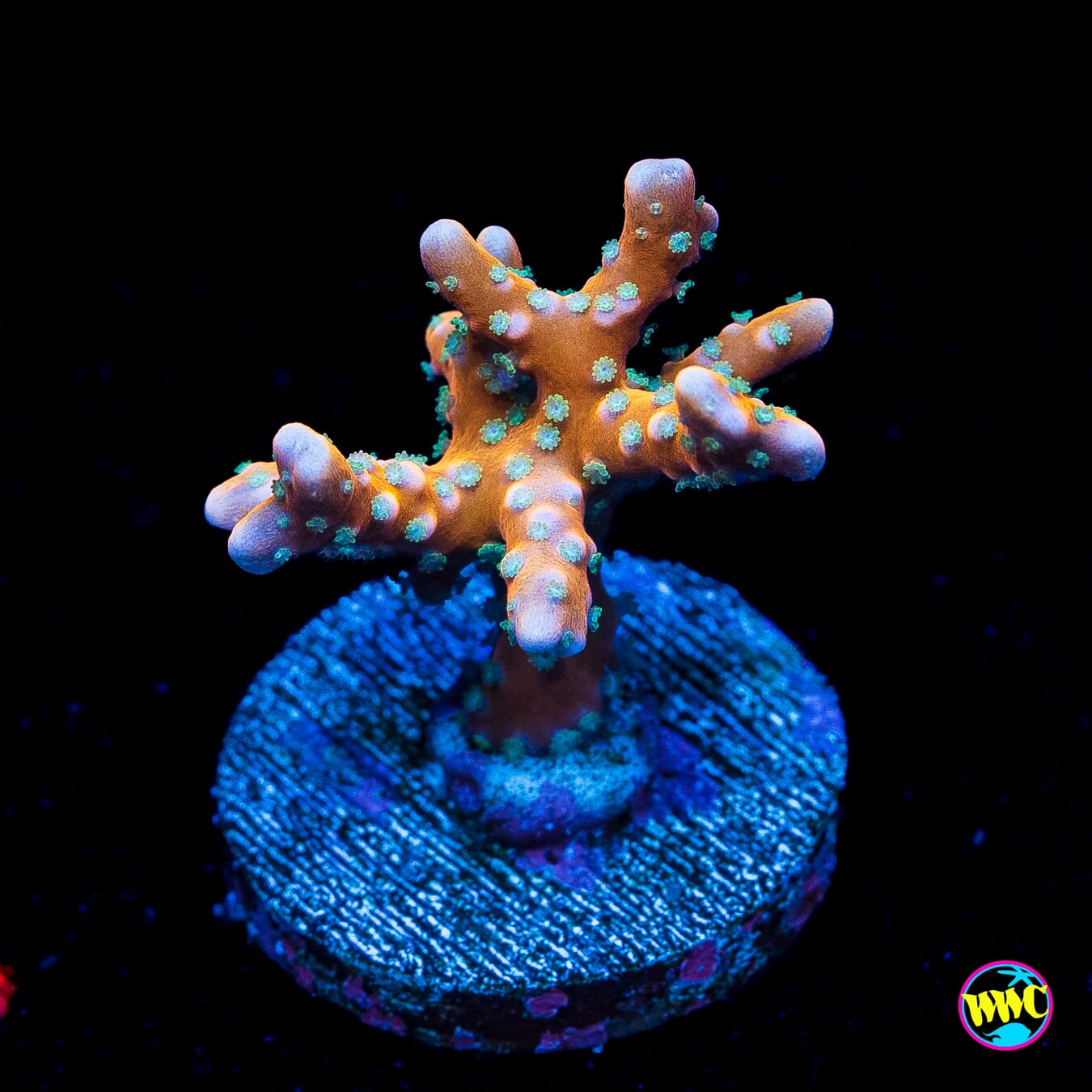 RR Tropicana Anacropora