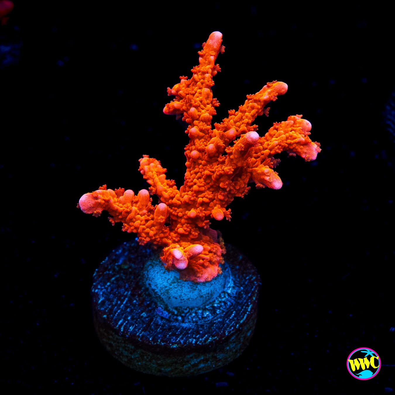Jason Fox Firestarter Montipora