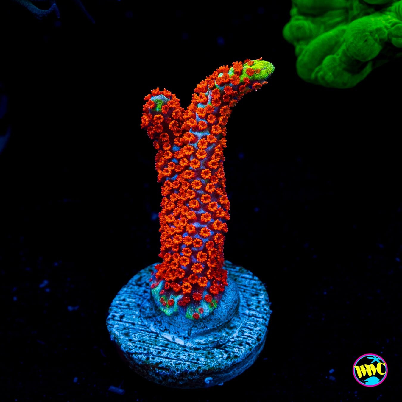 Bubblegum Digitata Montipora