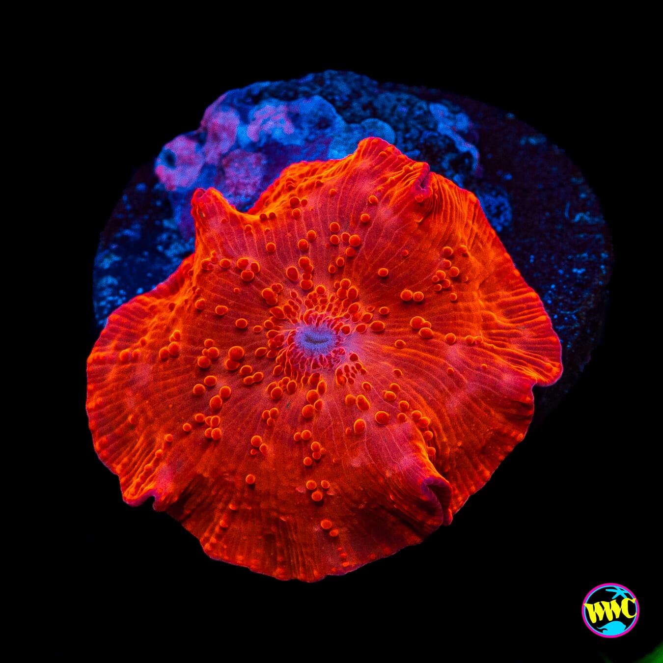 WWC King Tut Disco Mushroom