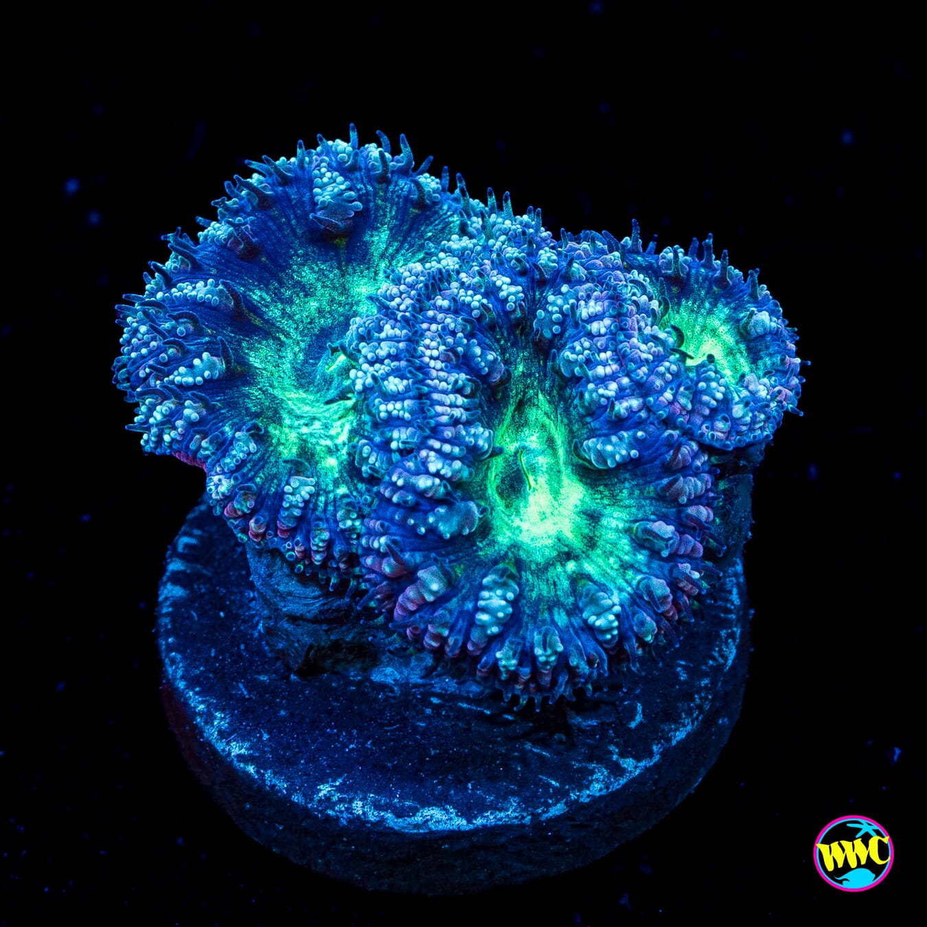 Phantasm Blastomussa