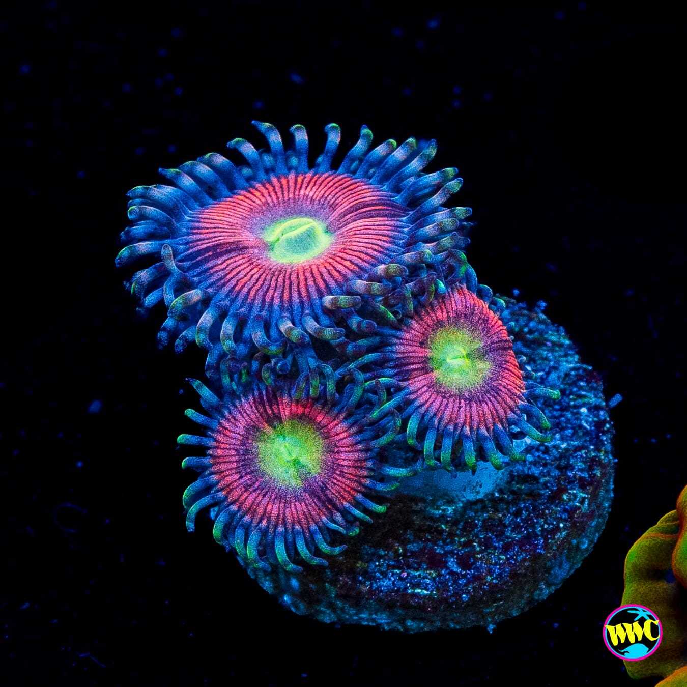 Peacock Pink Zoanthids