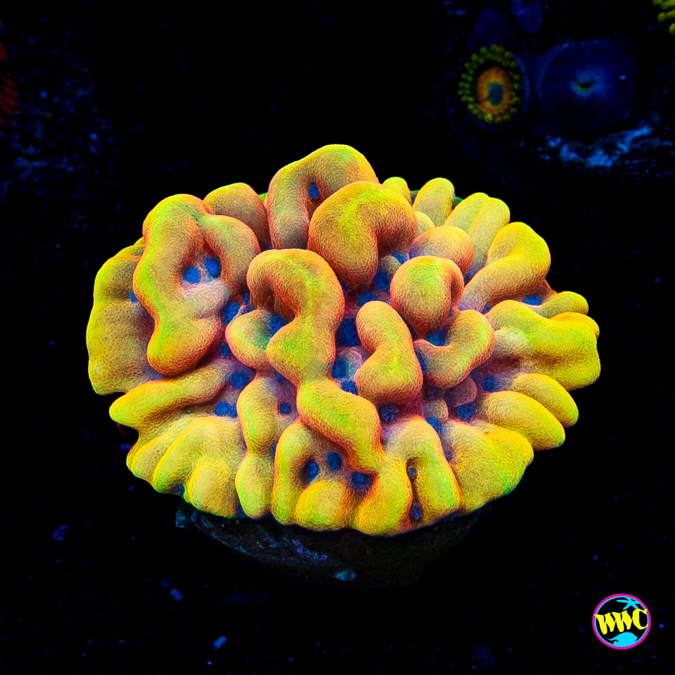 RR Crazy T Montipora