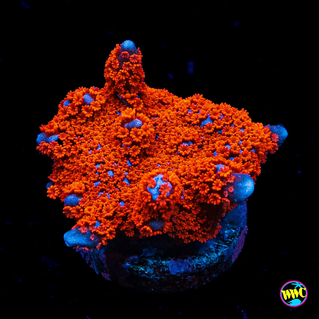 Superman Digitata Blastomussa
