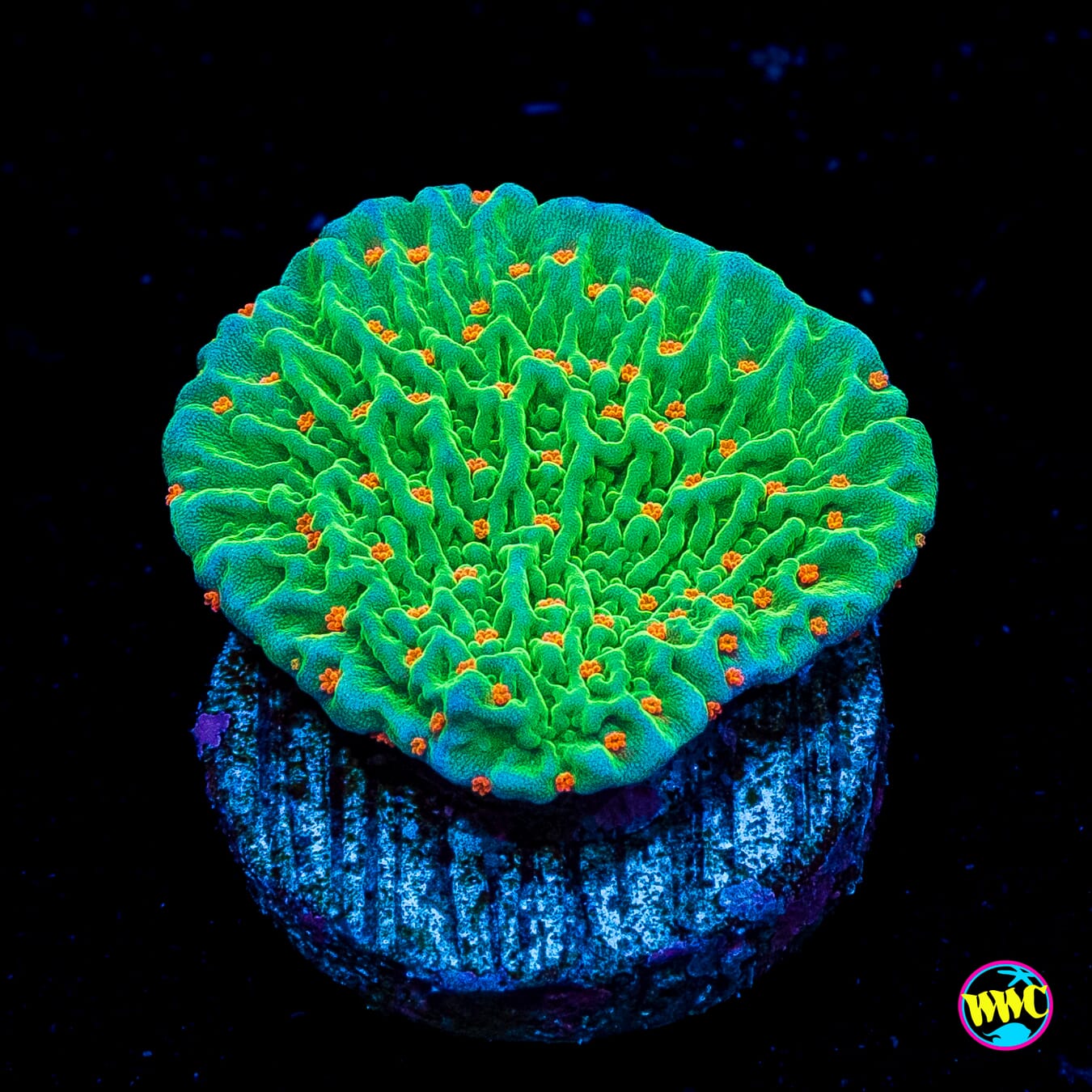 Tequila Sunrise Montipora