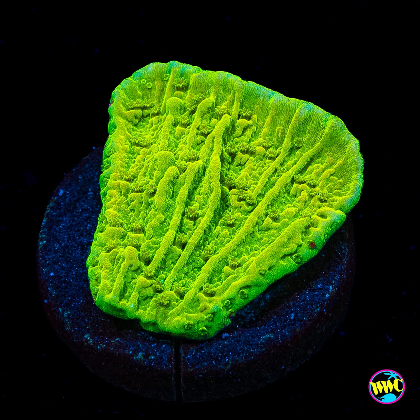 Tyree Aequituberculata Cap Montipora