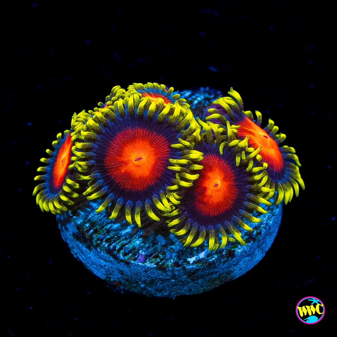 WWC Rising Sun Zoanthids
