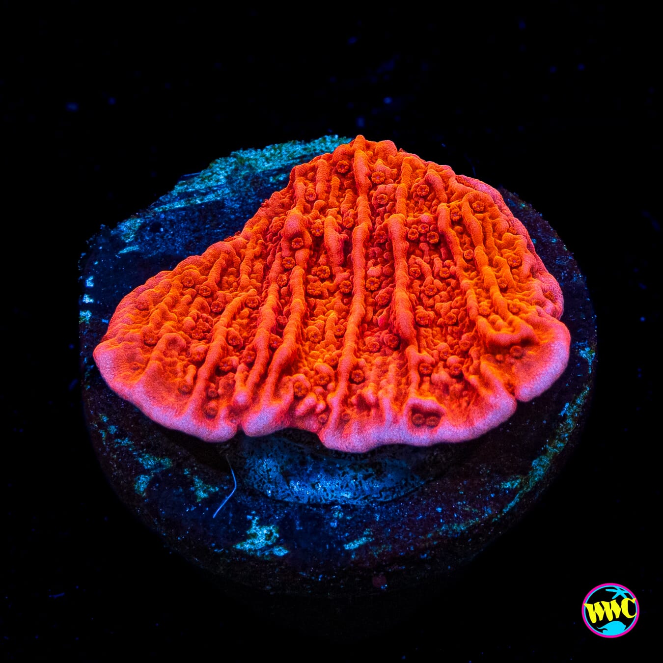 Red Cap Montipora