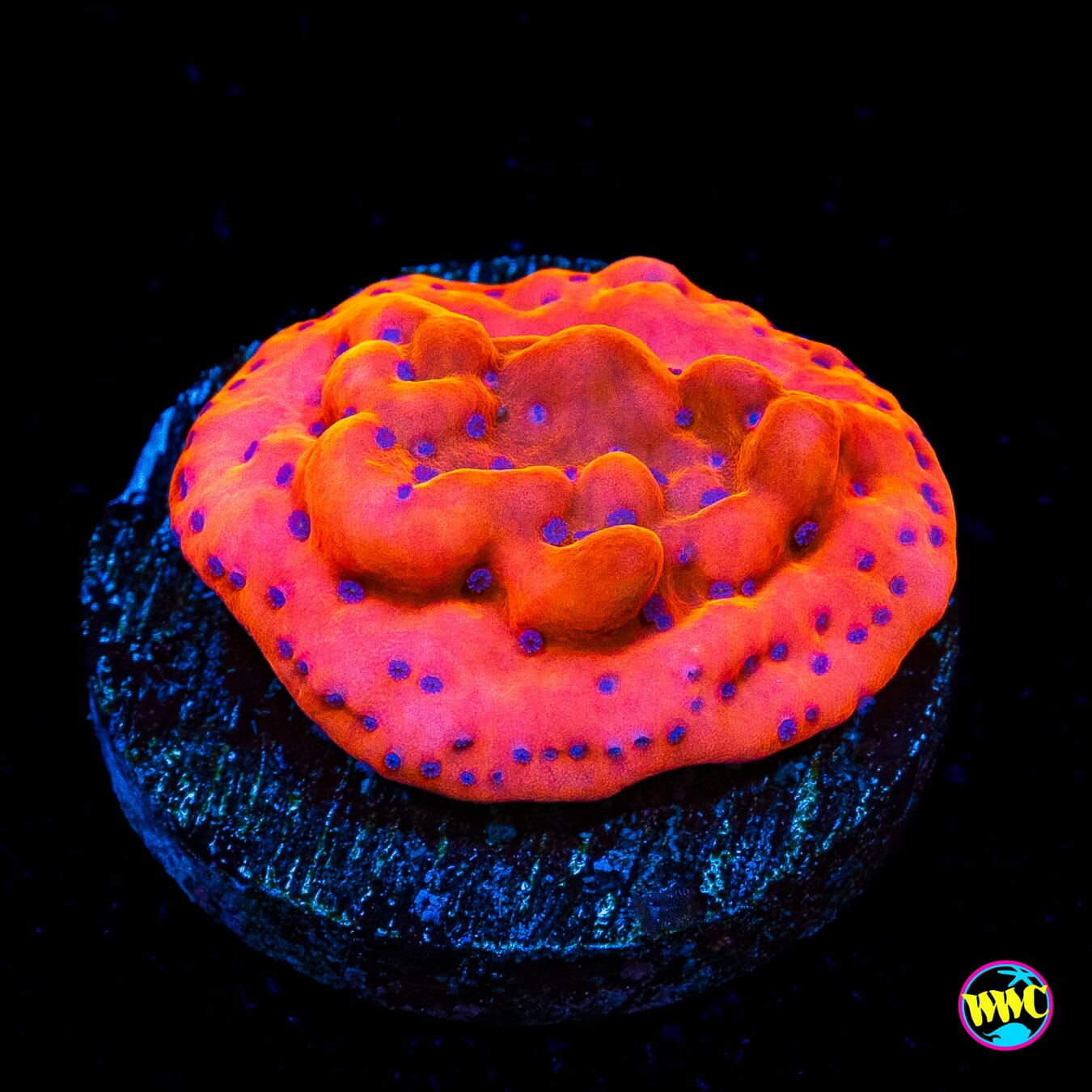 WWC Fire Mage Montipora