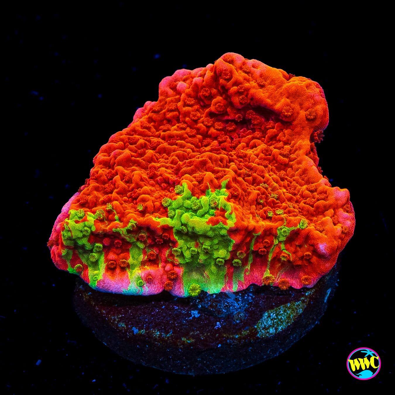 WWC Jaw Breaker Grafted Montipora