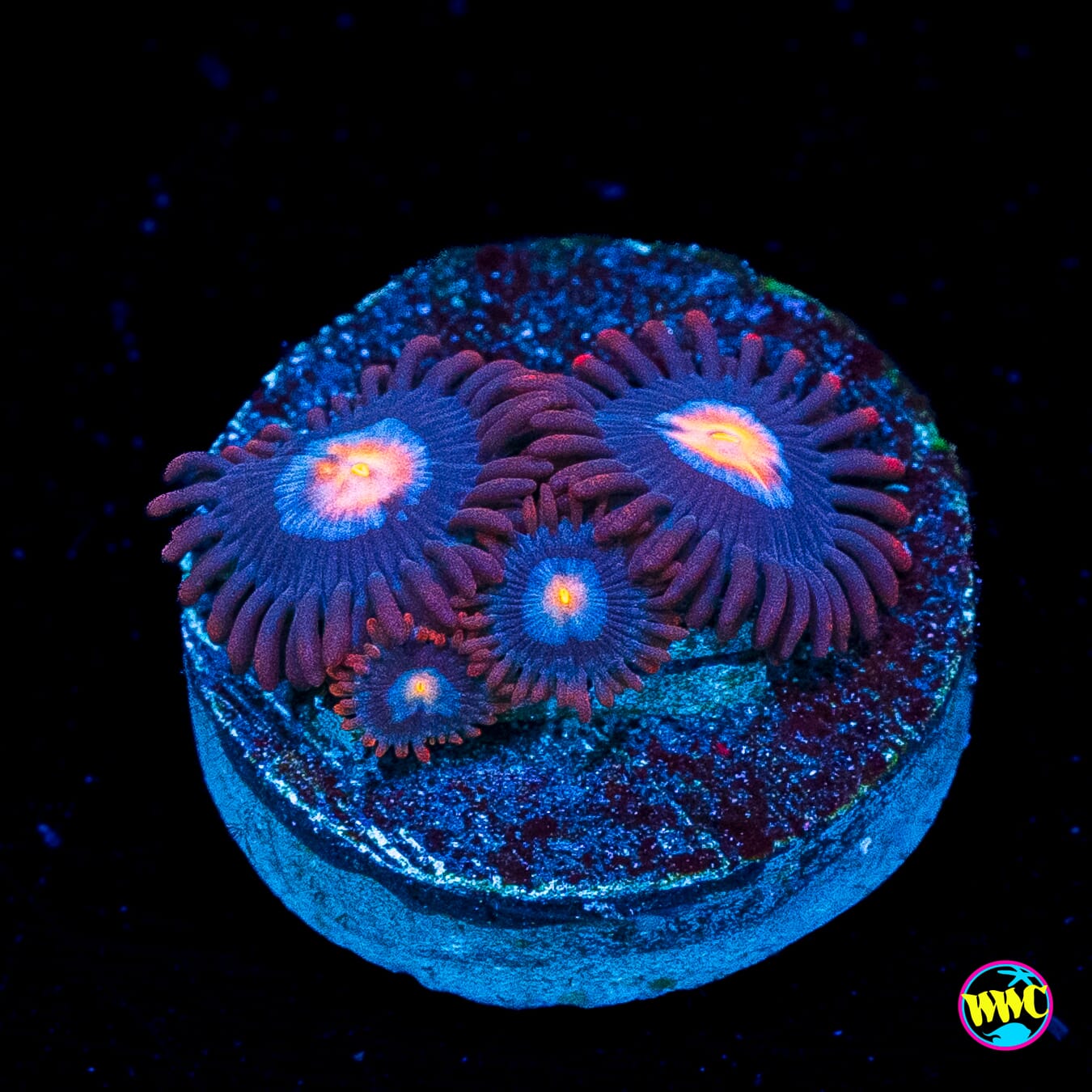 WWC Blue Steel Zoanthids