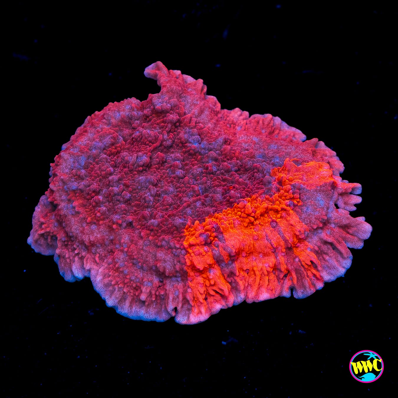 WWC Grafted Firewalker Cap Montipora