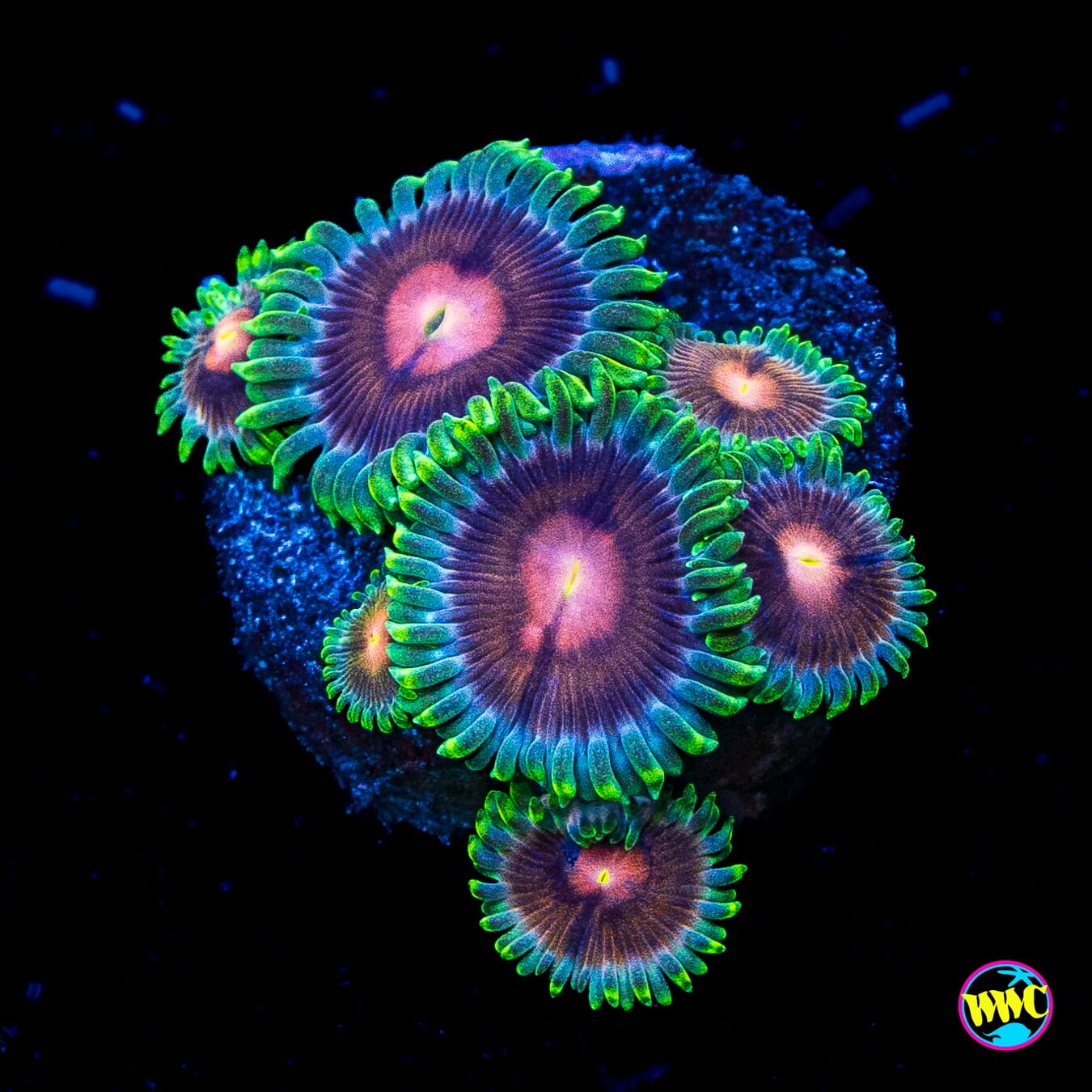 WWC Lucky Kentucky Zoanthids