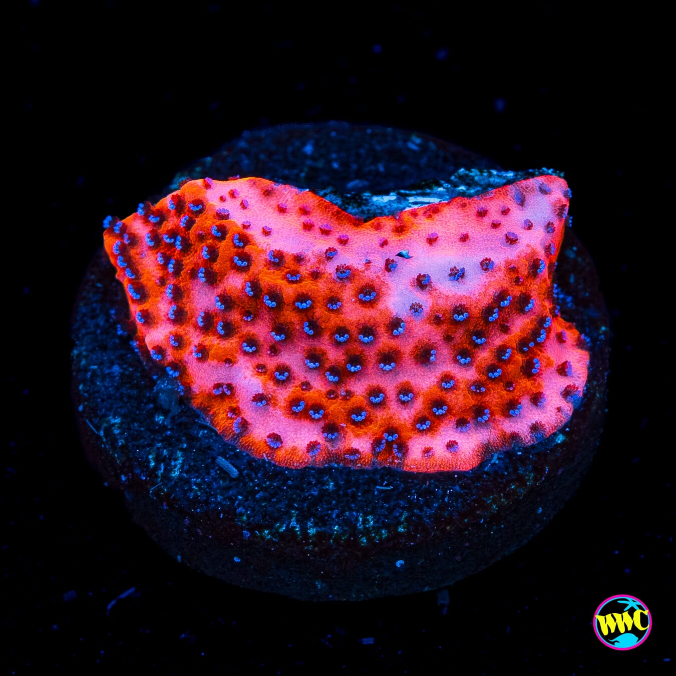 WWC Mystic Sunset Montipora