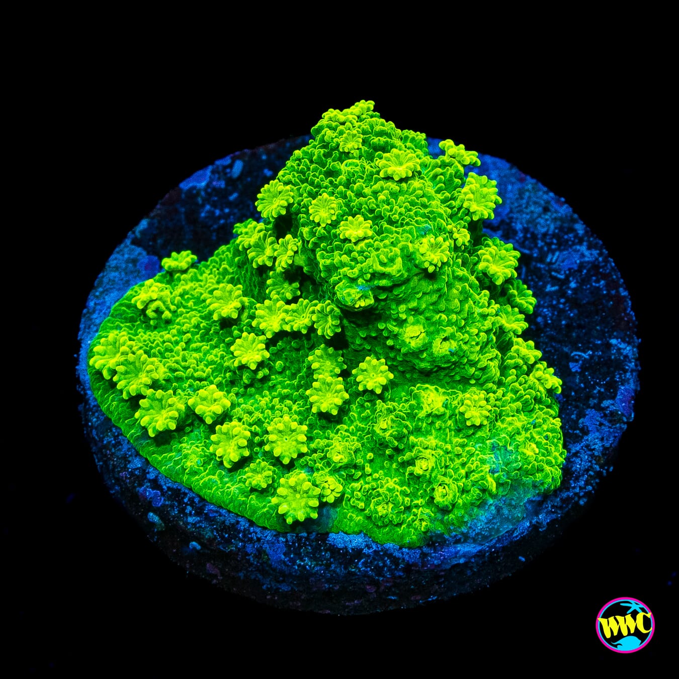 WWC Neon Astreopora