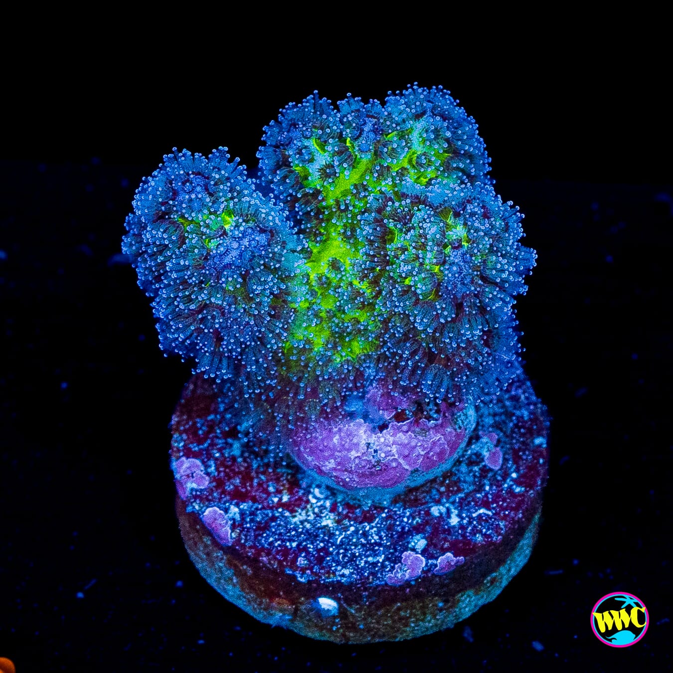 WWC Rainbow Pocillopora