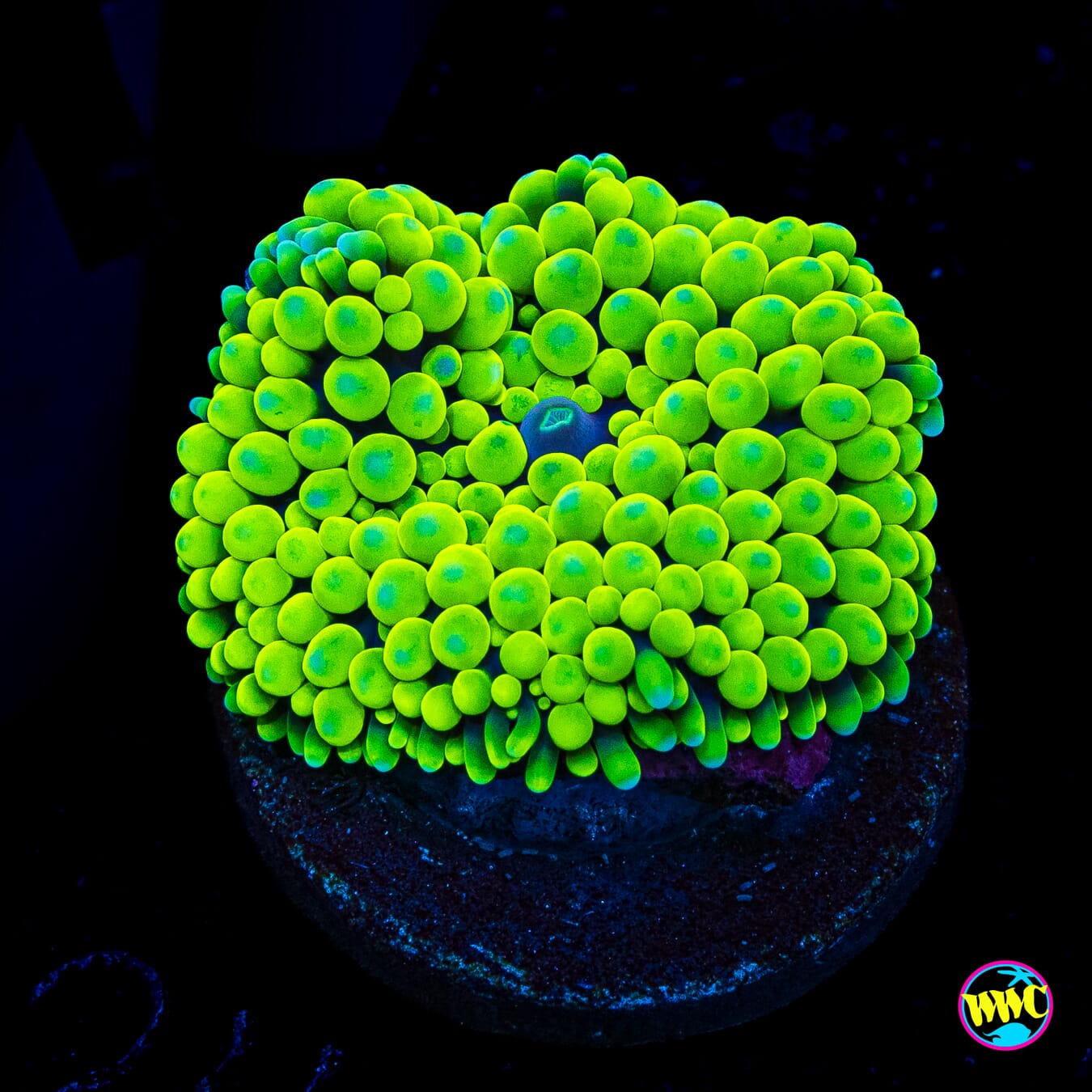 Nuclear Neon Ricordea Mushroom