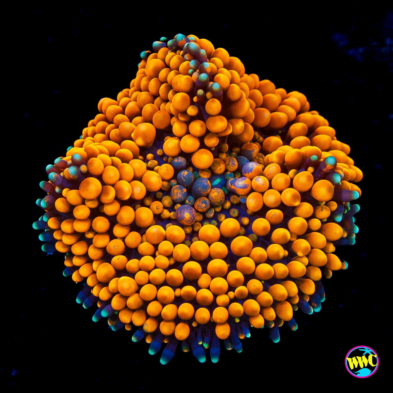 Citrus Bomb Ricordea Mushroom