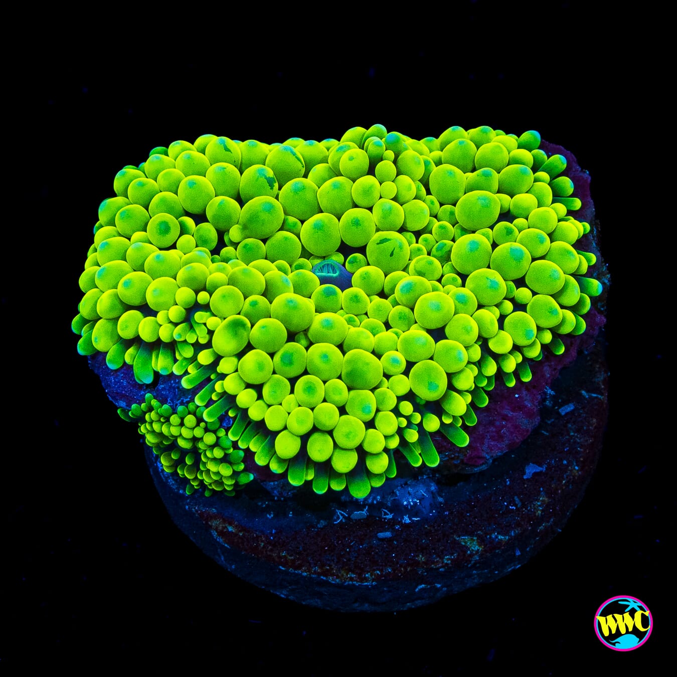 Nuclear Neon Ricordea Mushroom