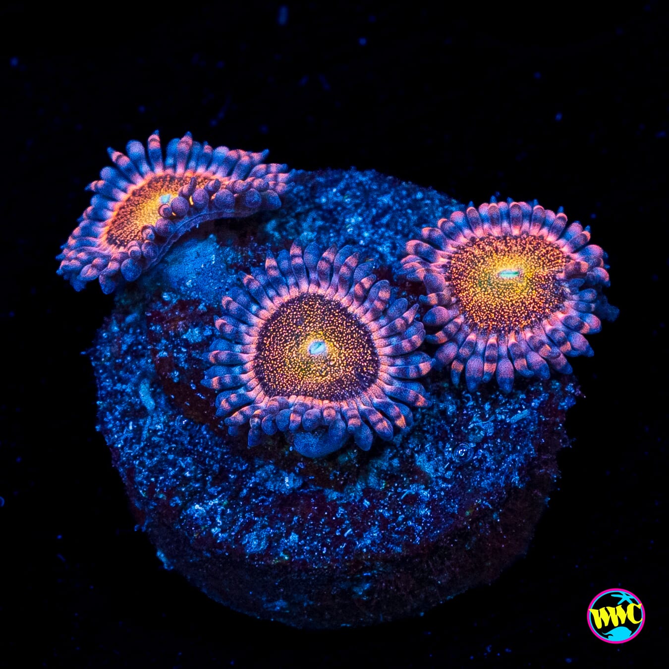 WWC Mohawk Zoanthids