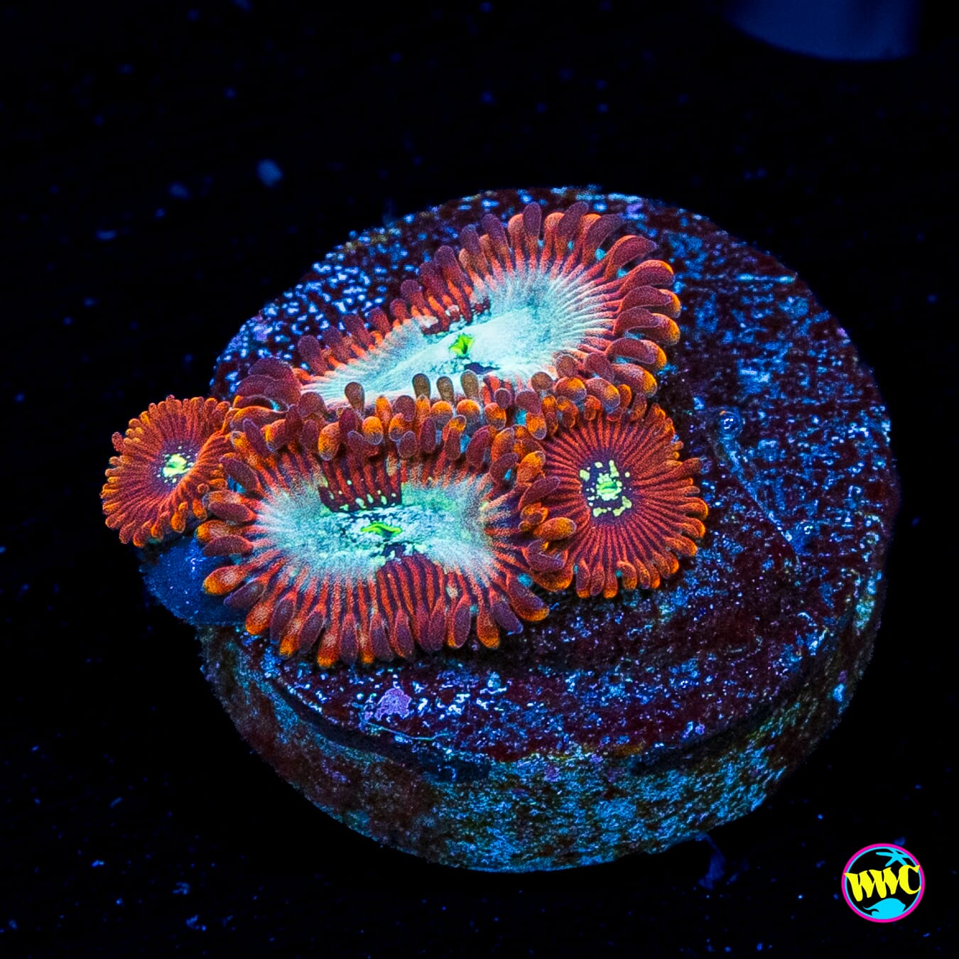 Scarlet Wizard Zoanthids