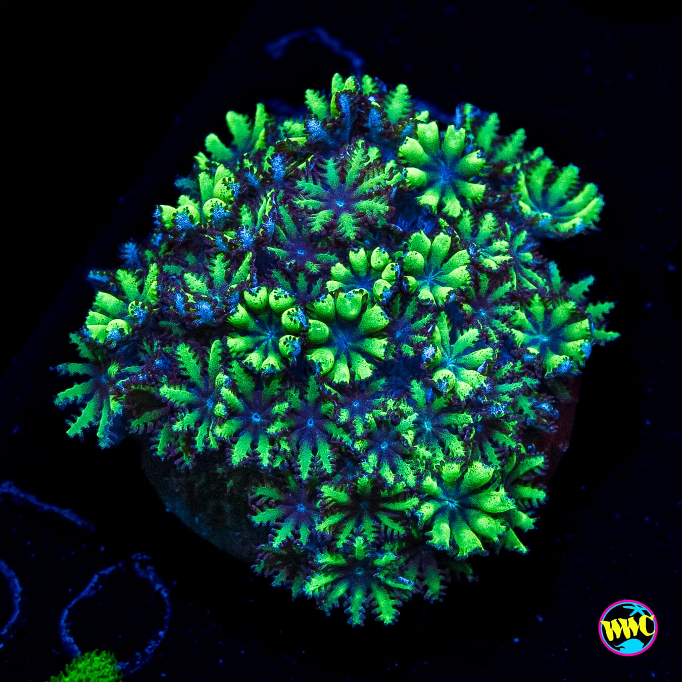 WWC Blue Sympodium
