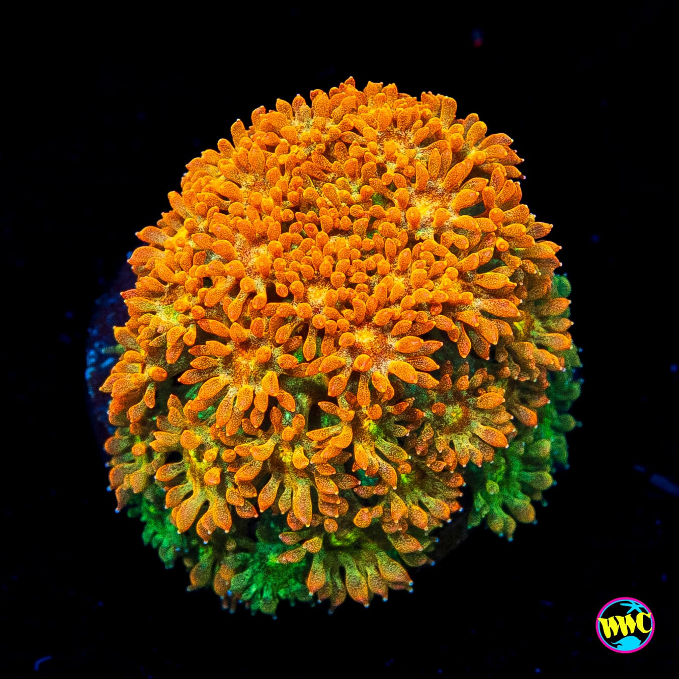 WWC Captain Crunch Micro Goniopora