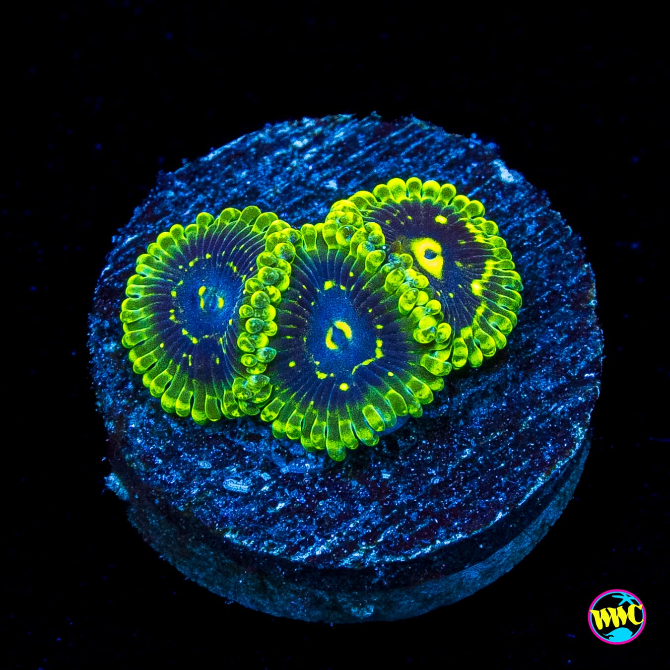 Exosphere Zoanthids