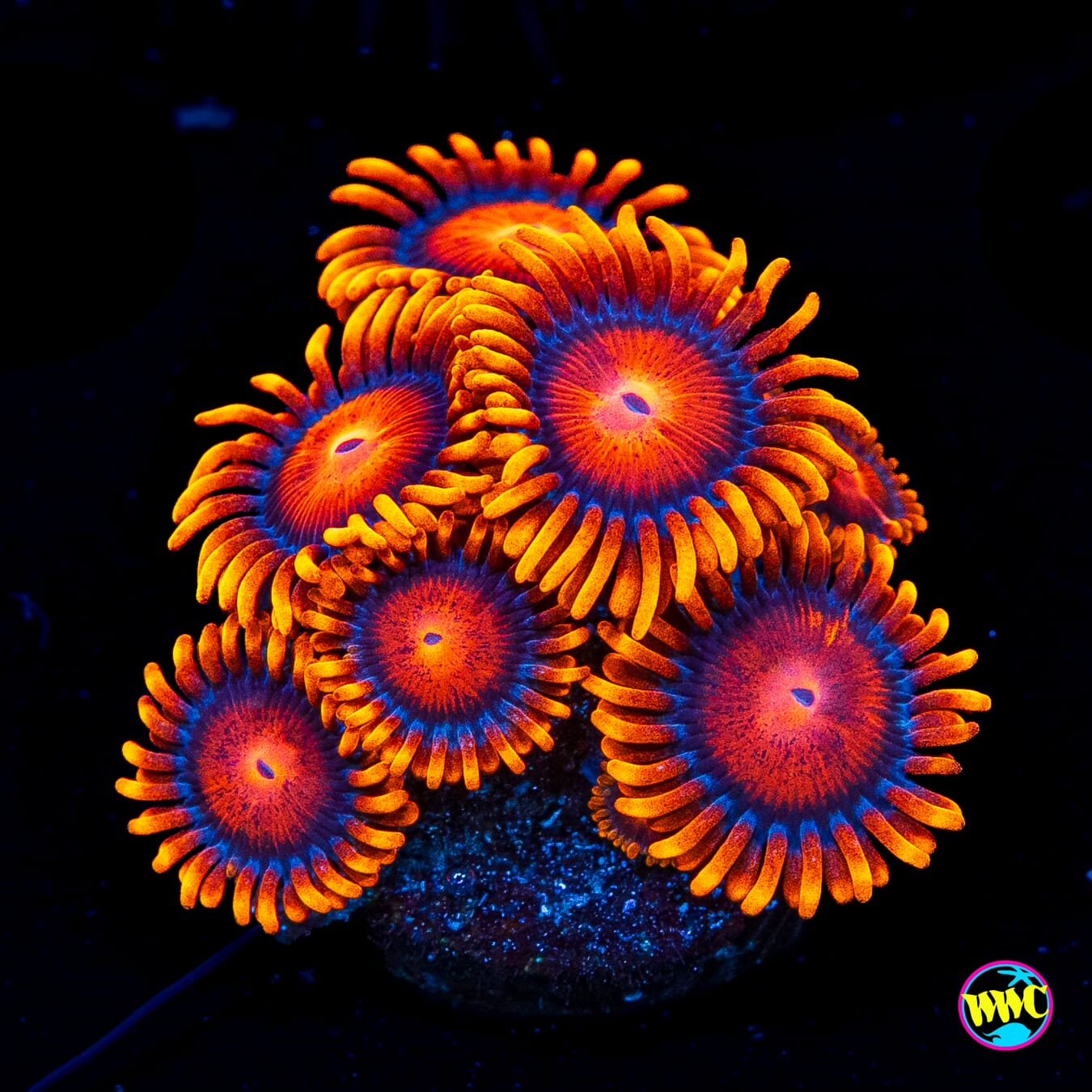 Bam Bamz Zoanthids