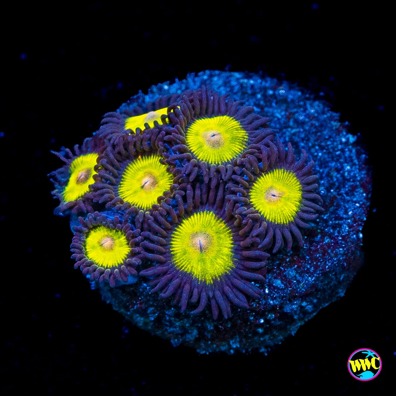 WWC Golden Eye Zoanthids