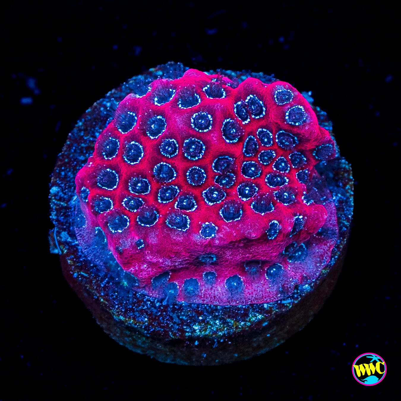 WWC Darth Maul Porites