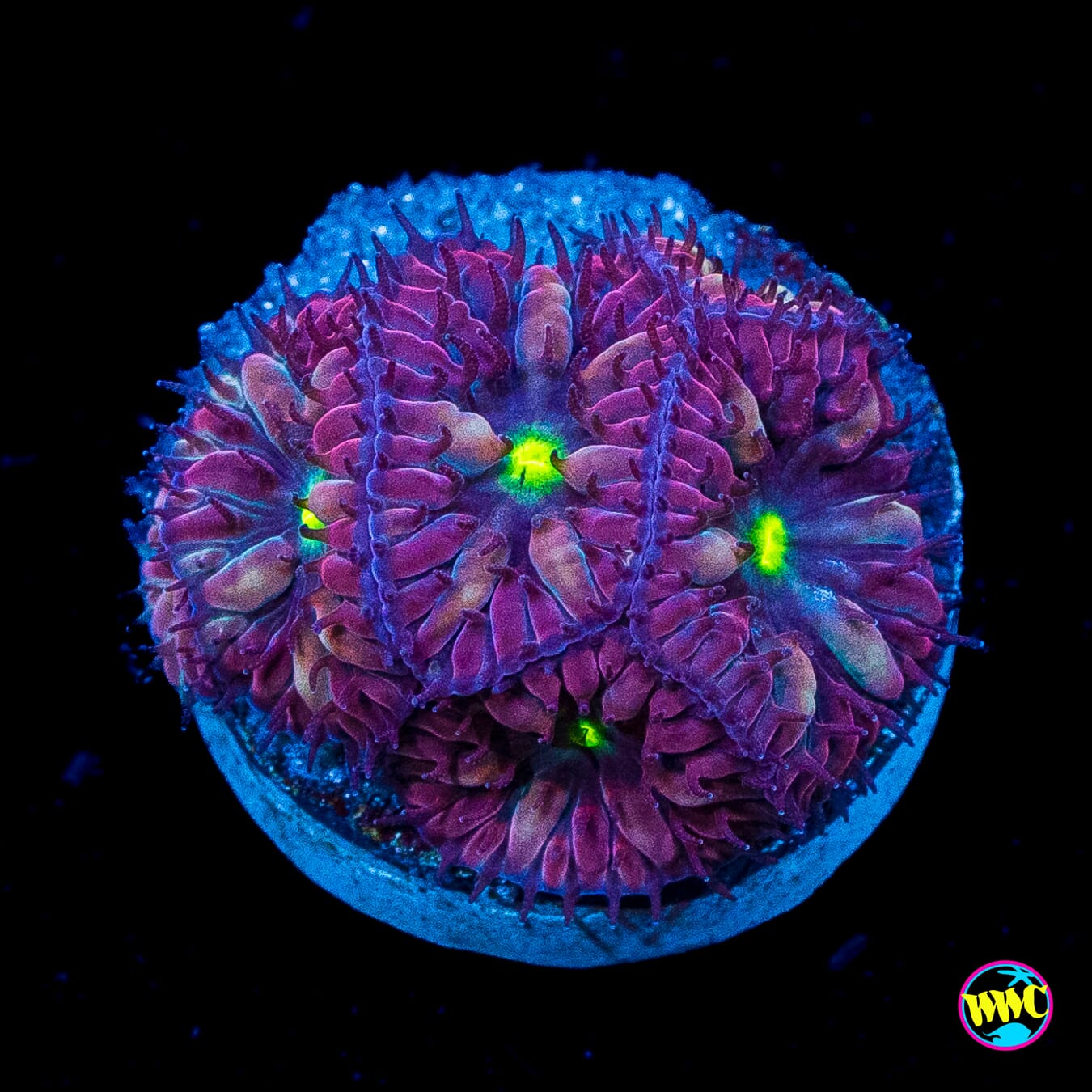 Twilight Merletti Blastomussa