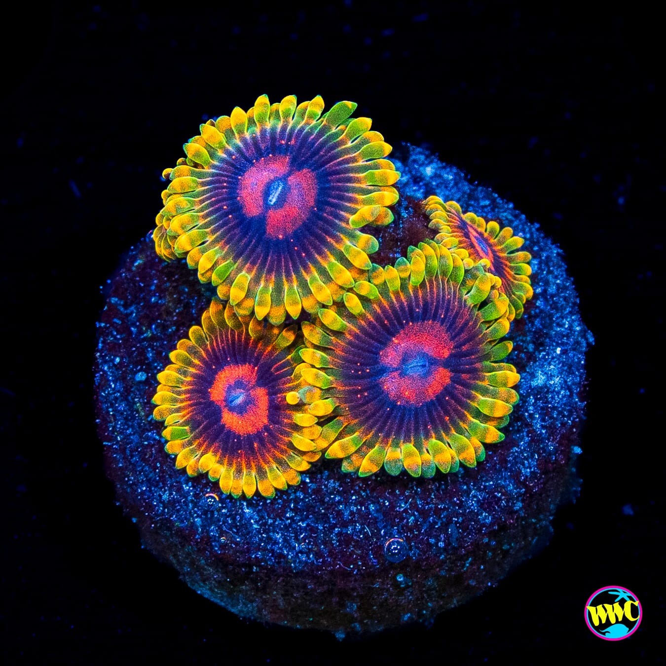 Mind Trick Zoanthids
