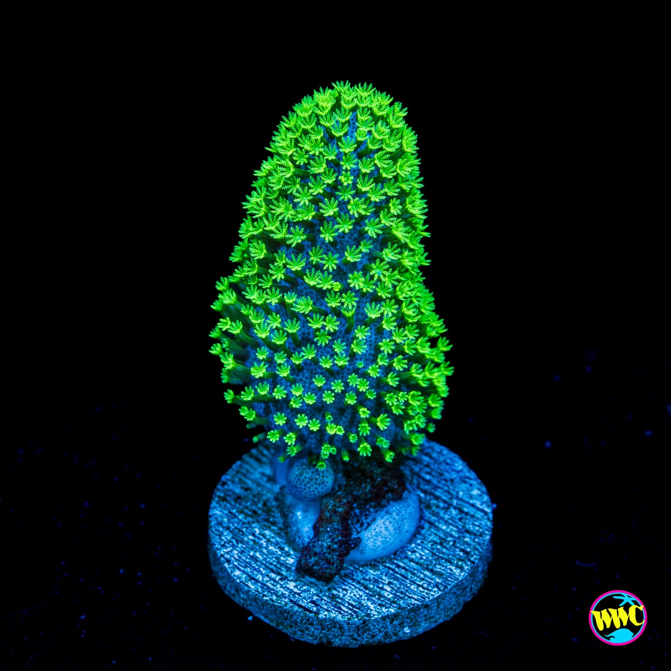 WWC Neon Polyp Toadstool Leather