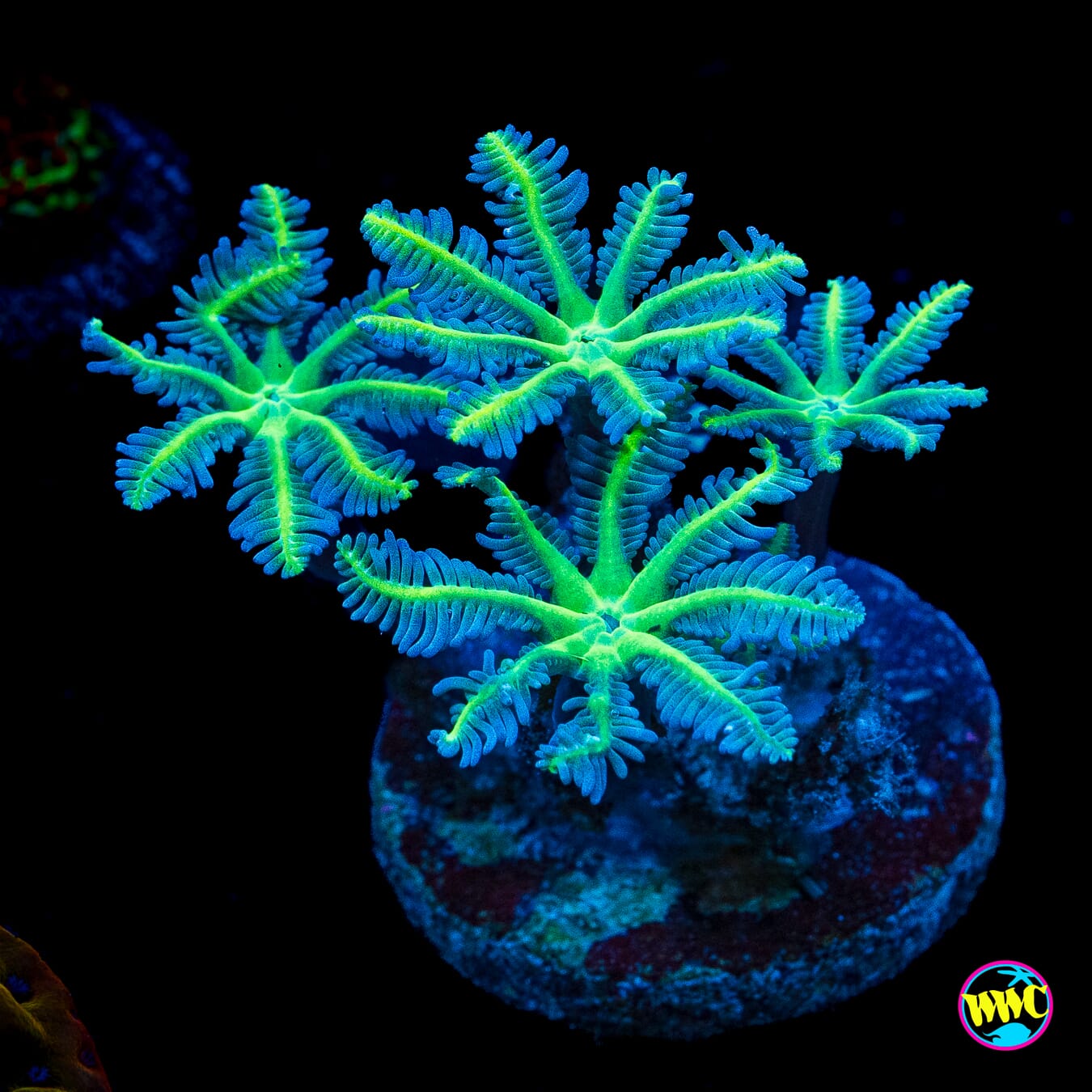Neon Clove Polyps