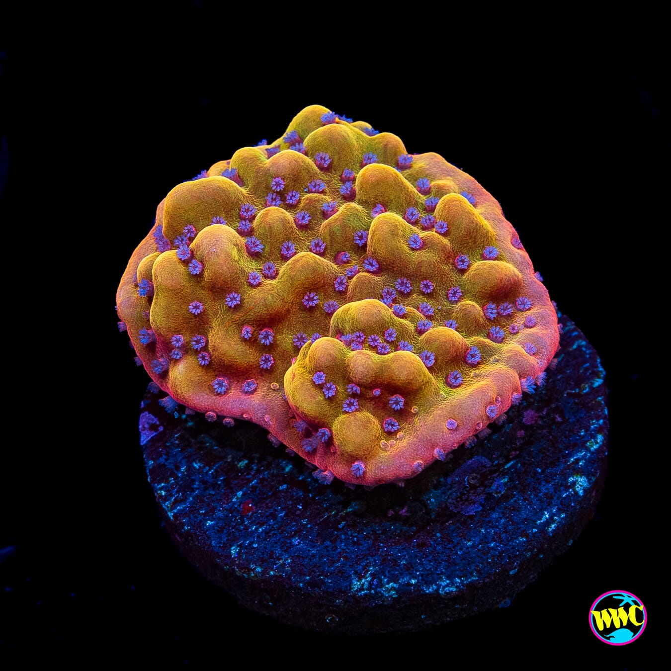 WWC Quicksand Montipora