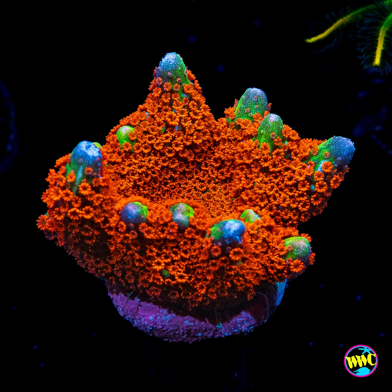Forest Fire Digitata Montipora