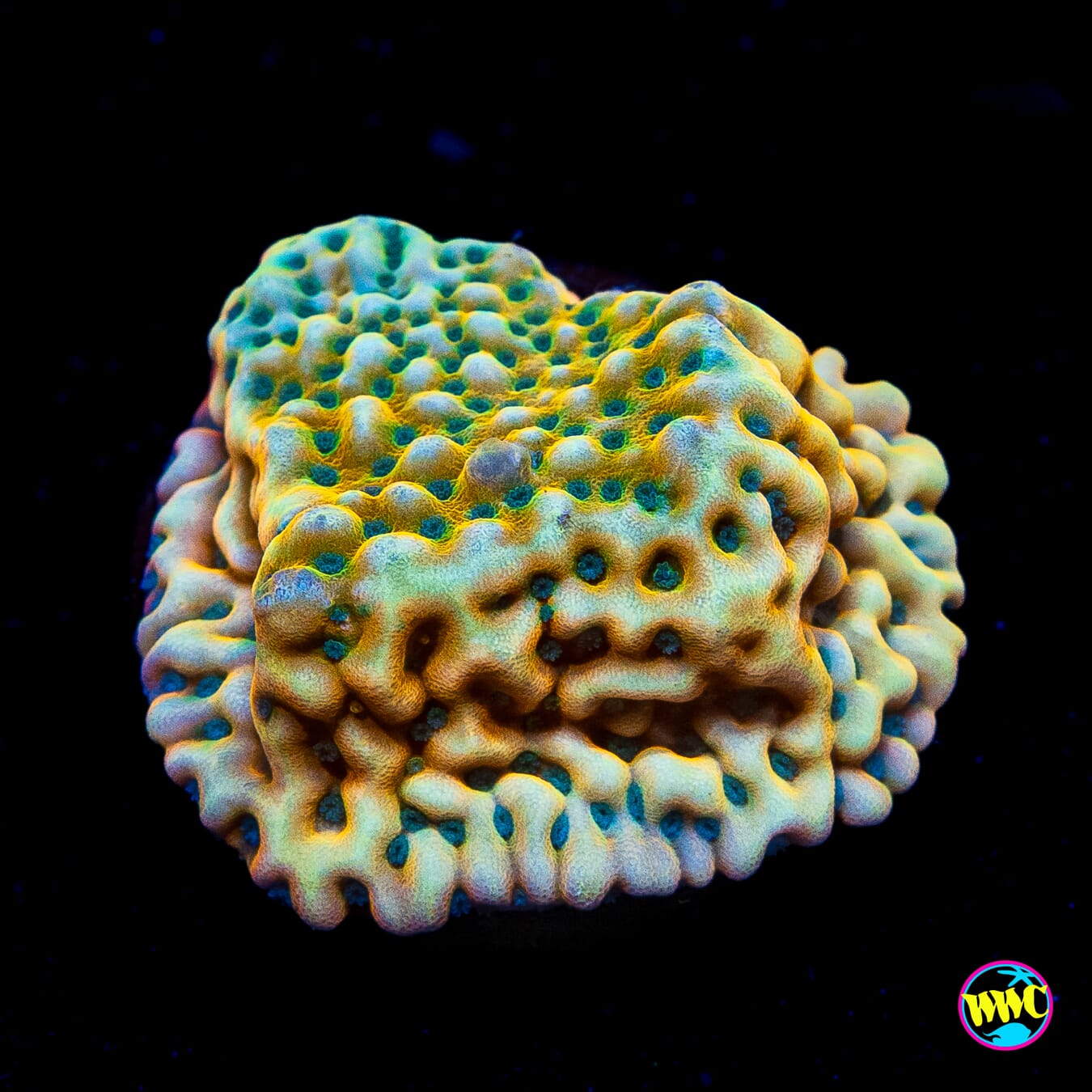 Jason Fox Beach Bum Montipora