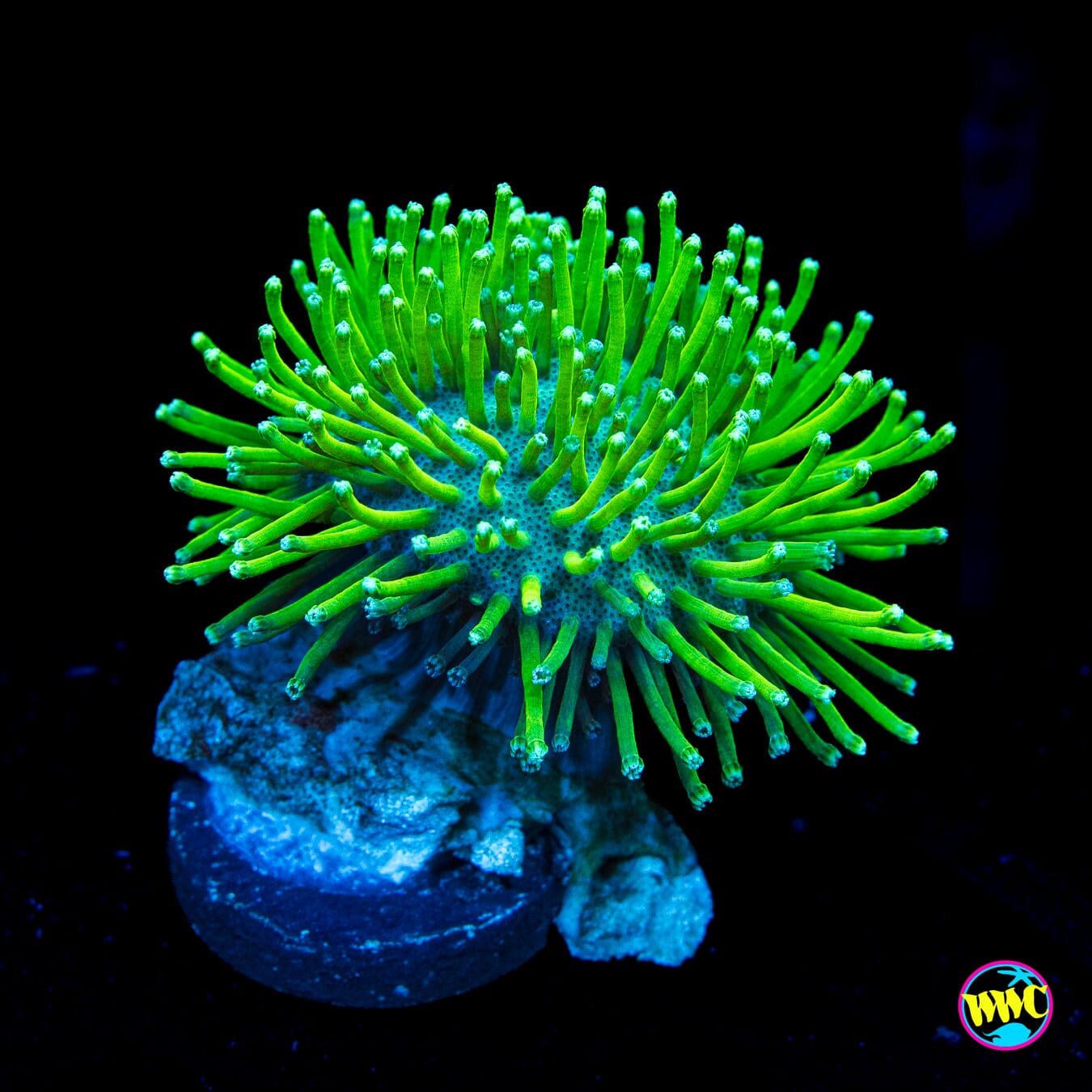 WWC Long Polyp Toadstool Leather
