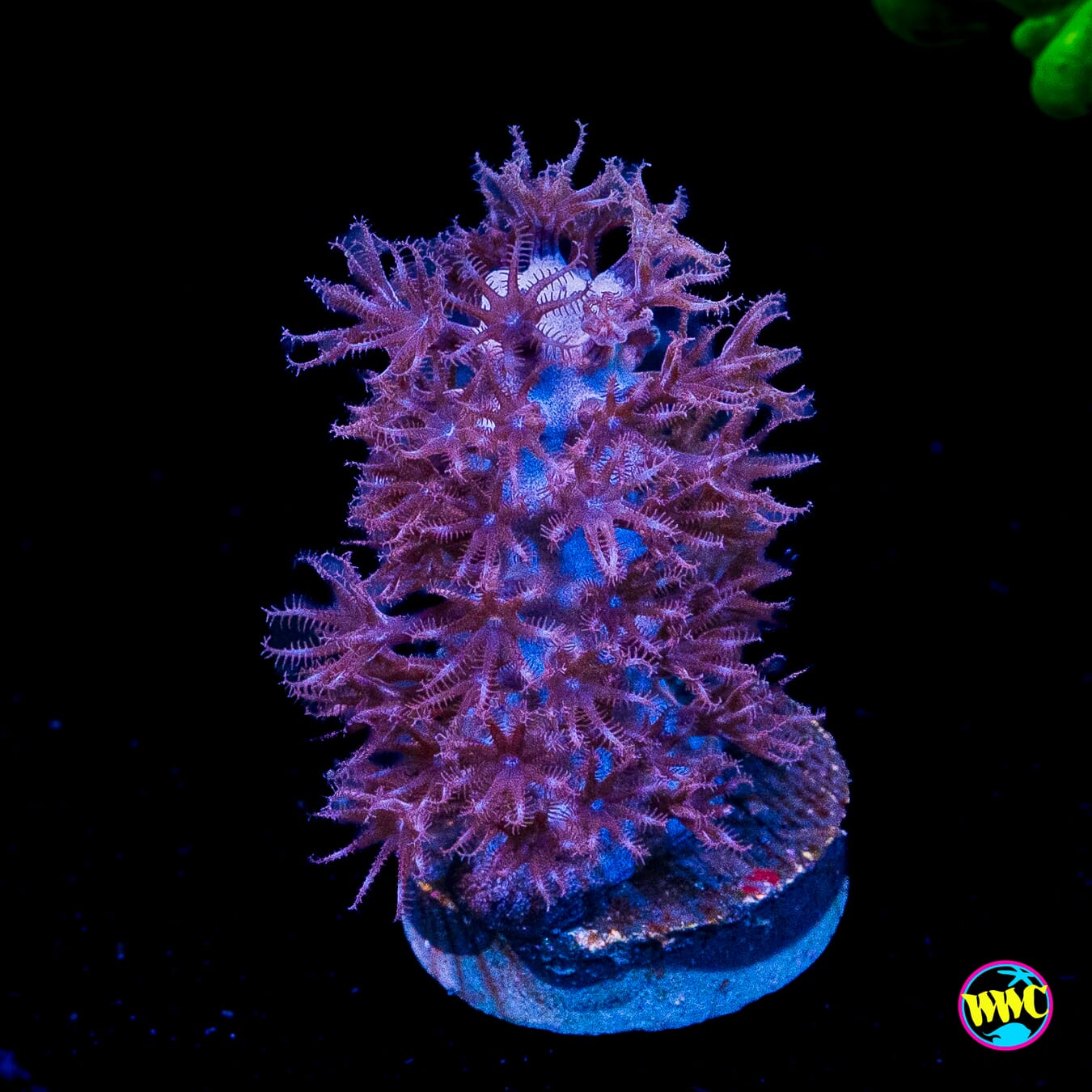 Tracy Morgonian Gorgonian