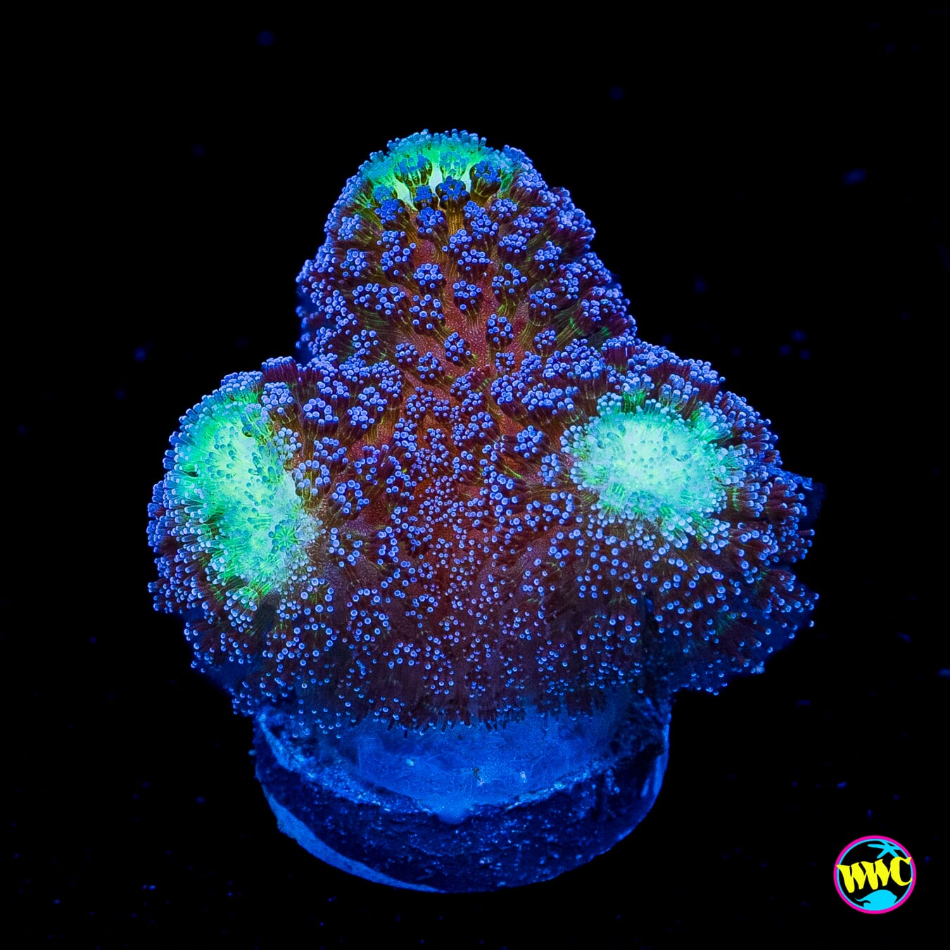 WWC Blue Stylophora