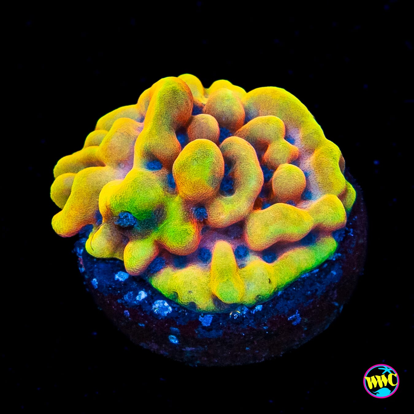 RR Crazy T Montipora
