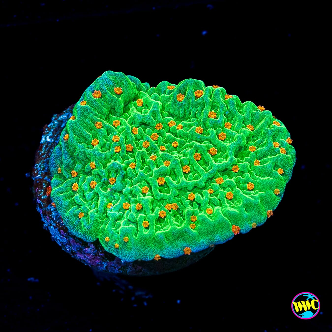 Tequila Sunrise Montipora