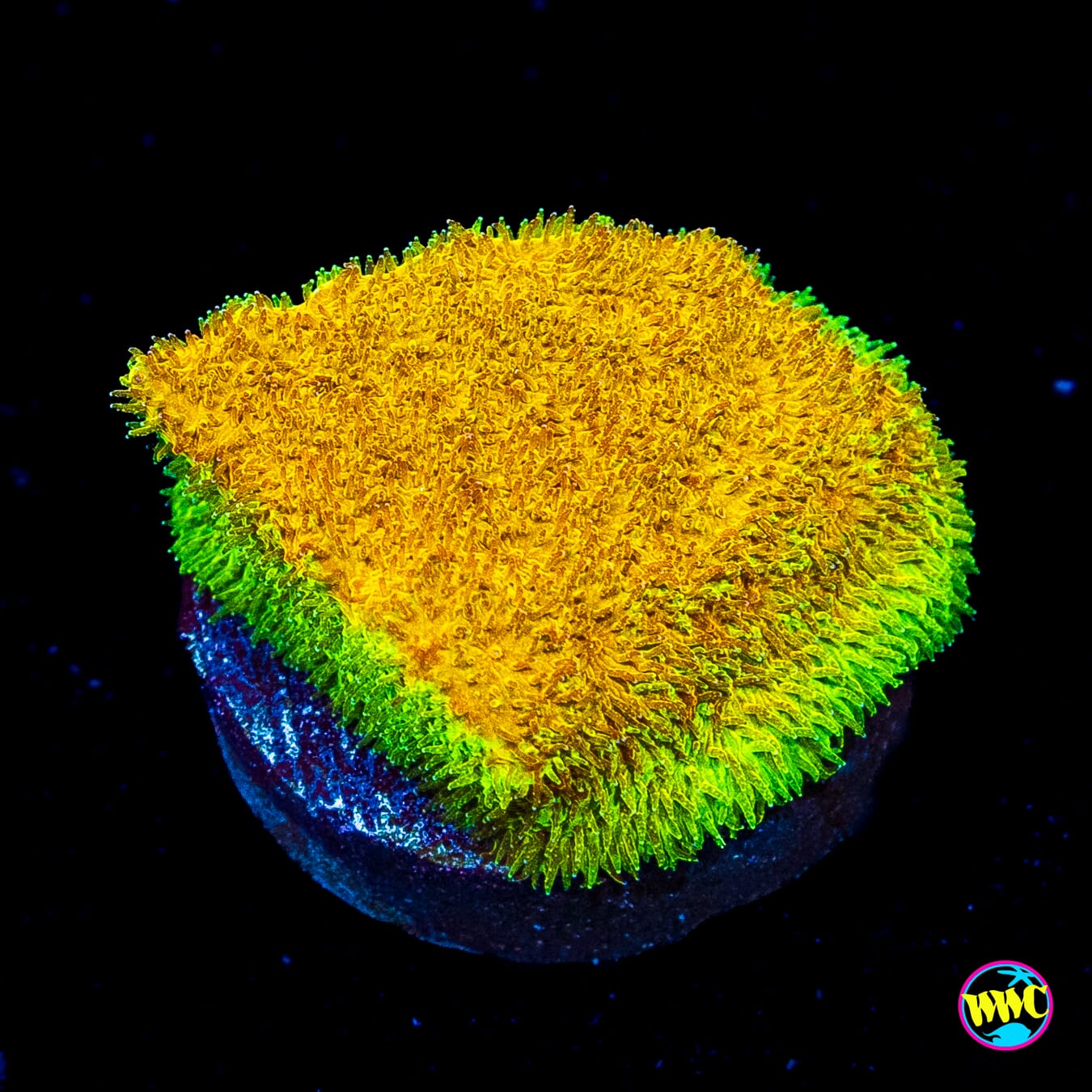 TG Watermelon Psammocora