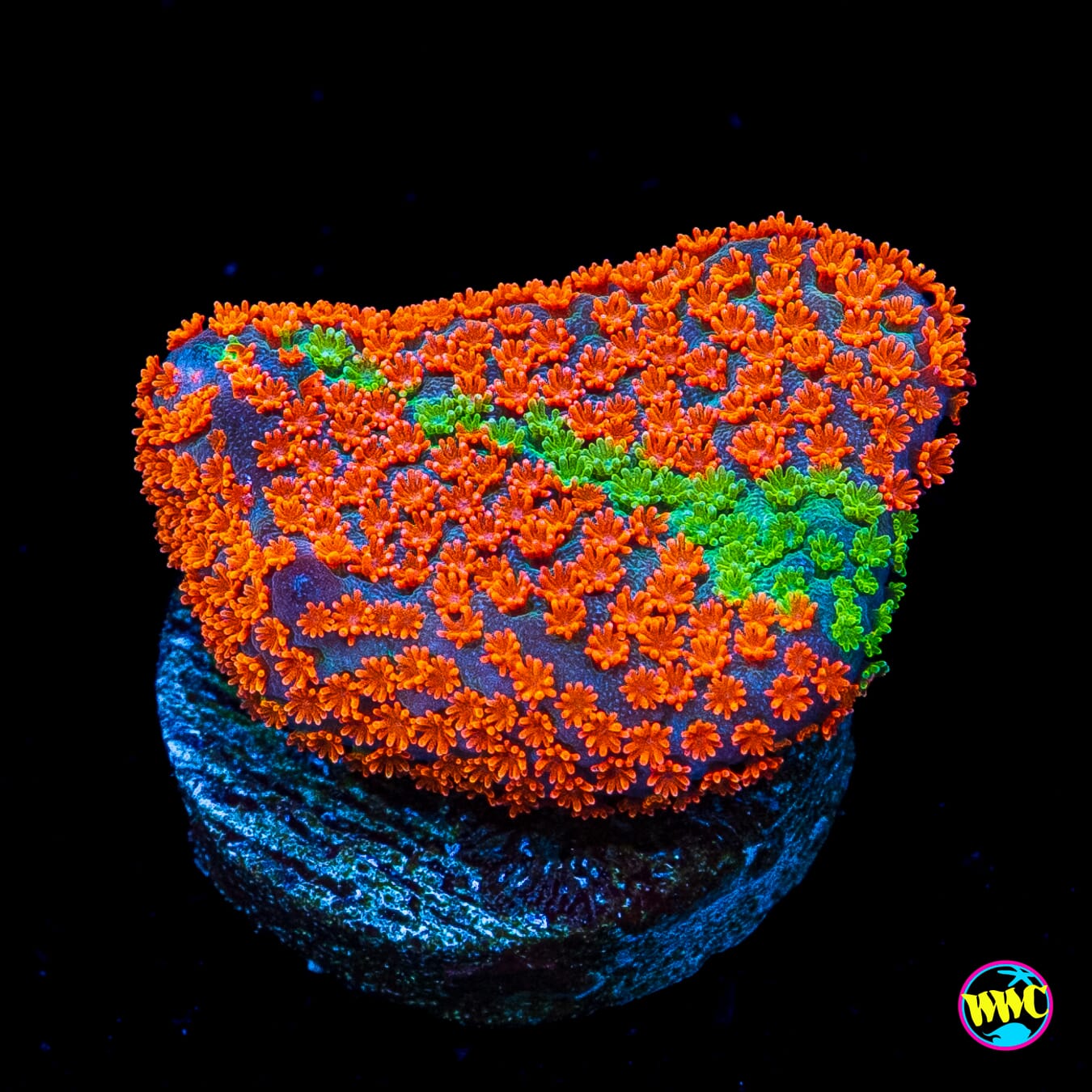 Jason Fox Dizzy Spell Montipora