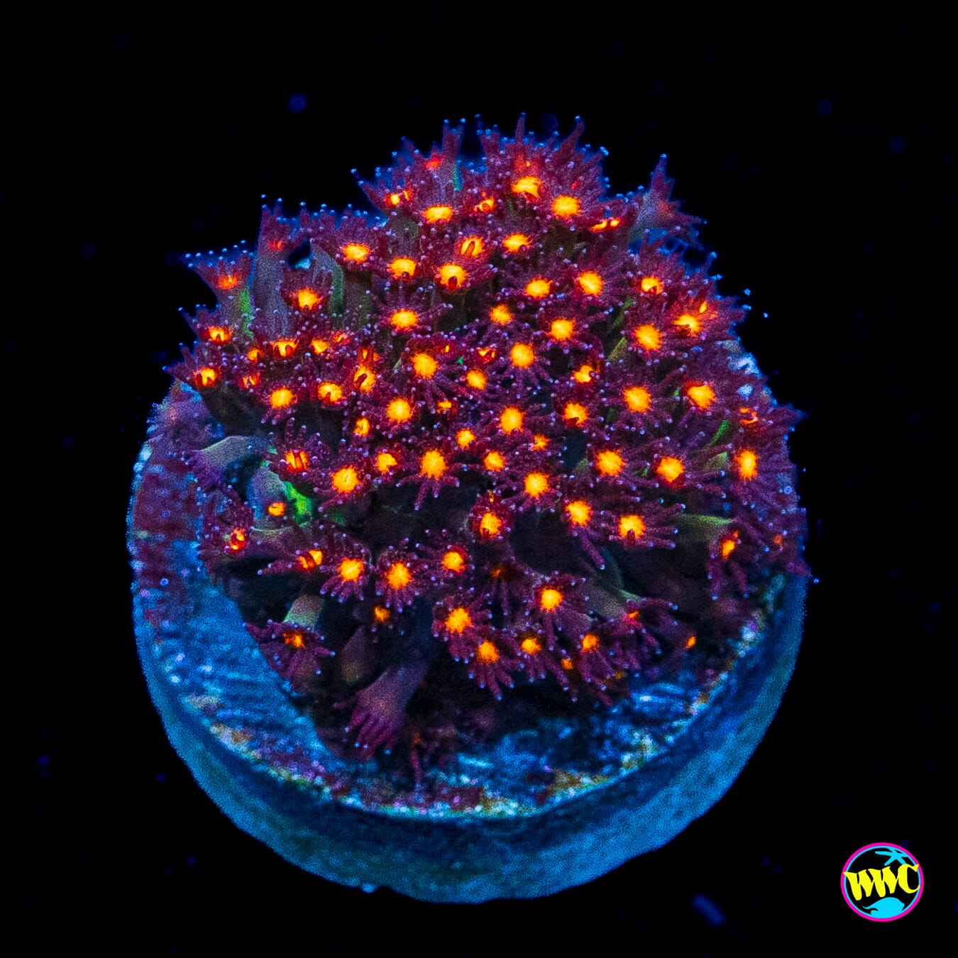 Jason Fox Sunset Stylocoeniella