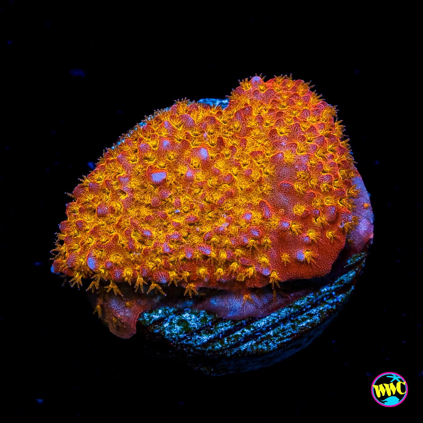WWC Crimson Stylocoeniella