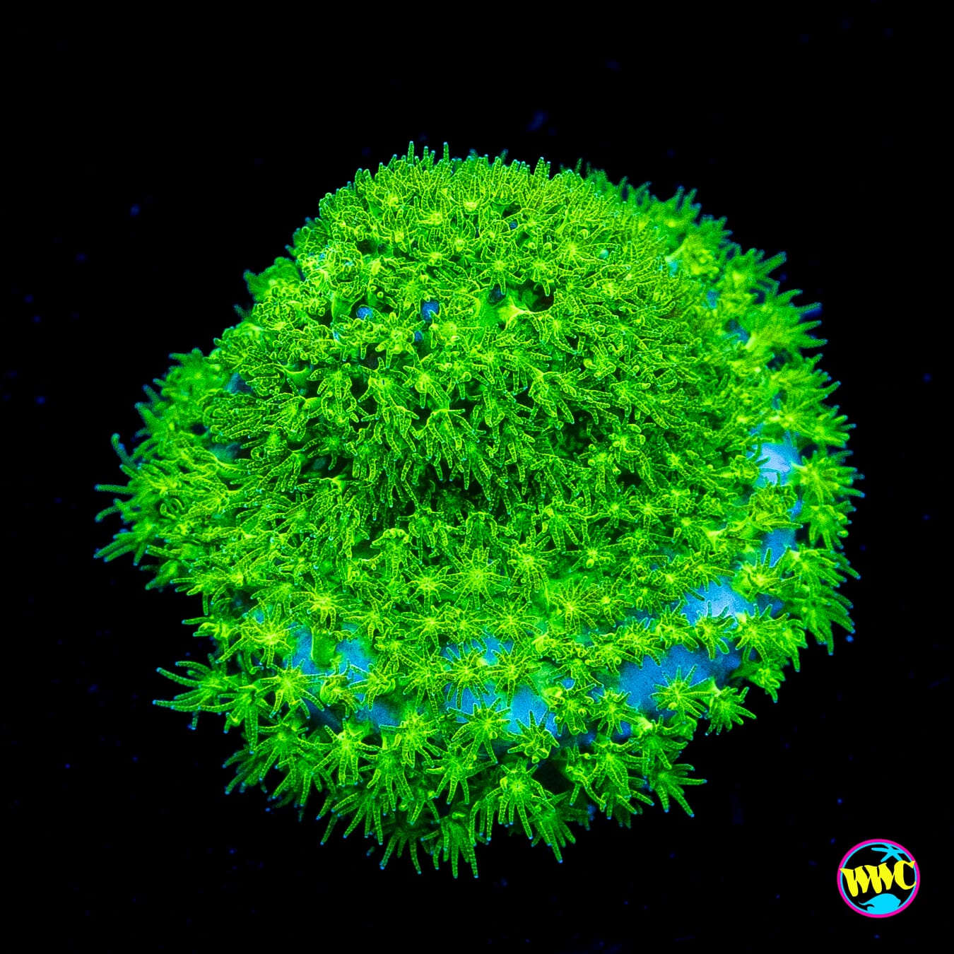 WWC Night Vision Stylocoeniella