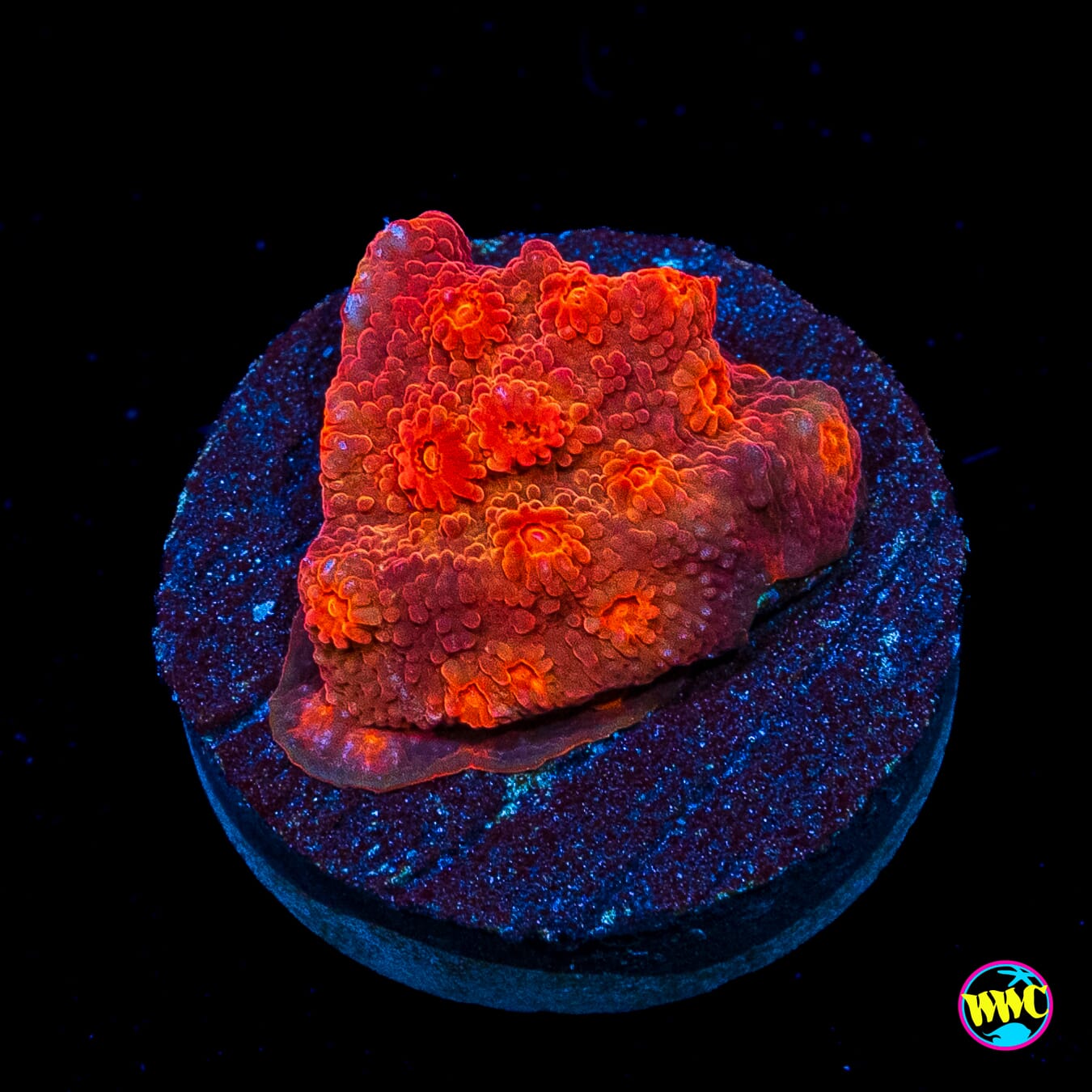 Tyree Brick Red Cyphastrea