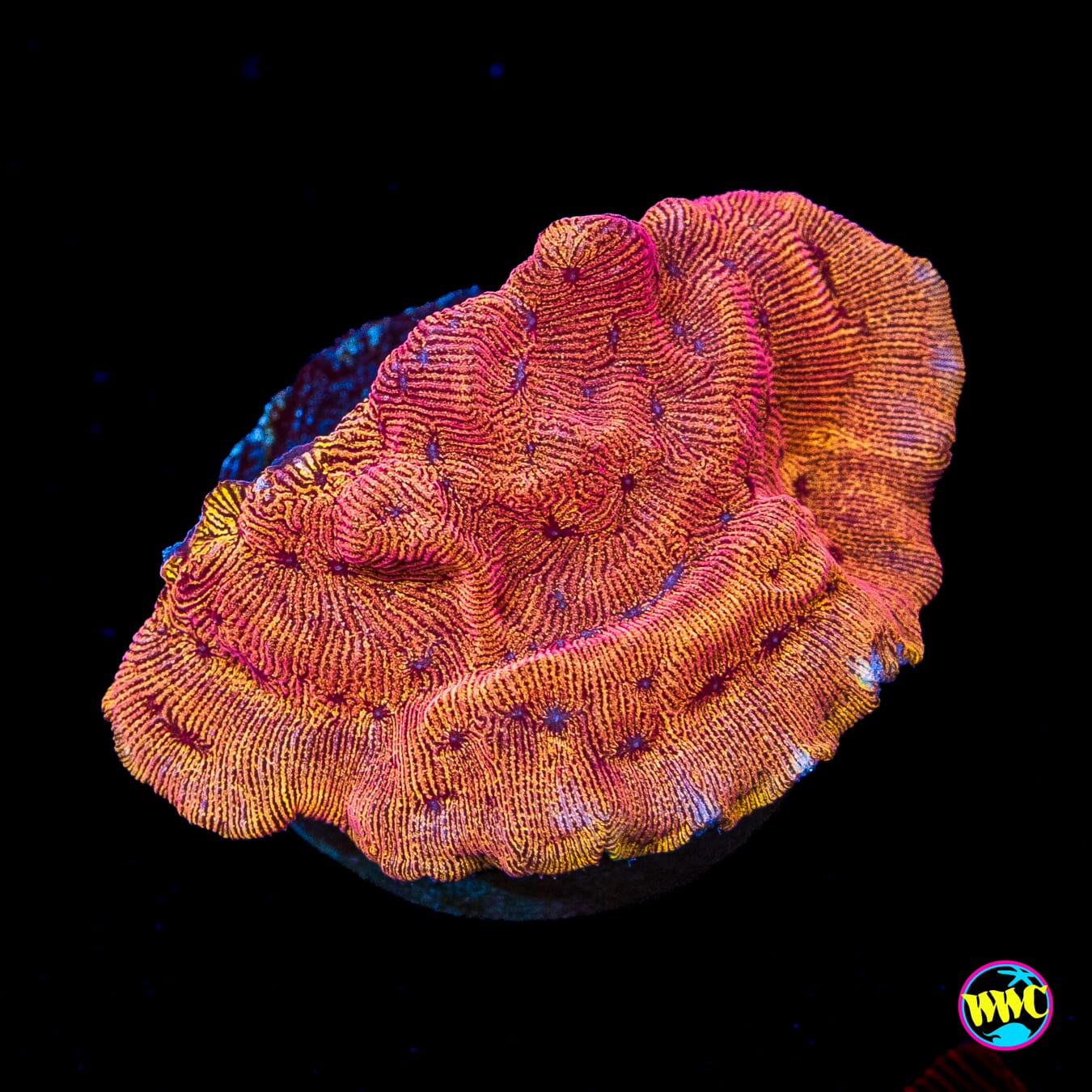 WWC BBQ Chip Leptoseris